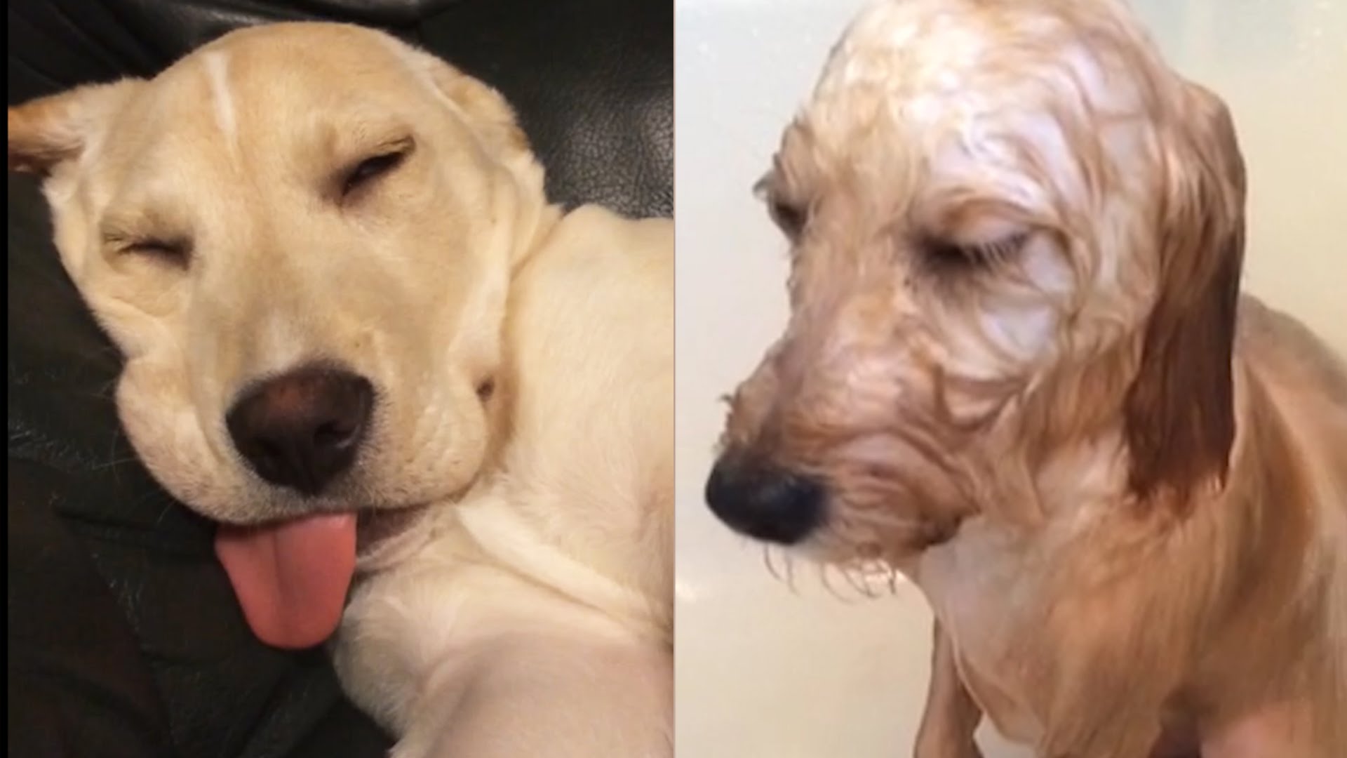 my dog sleeps with his eyes open