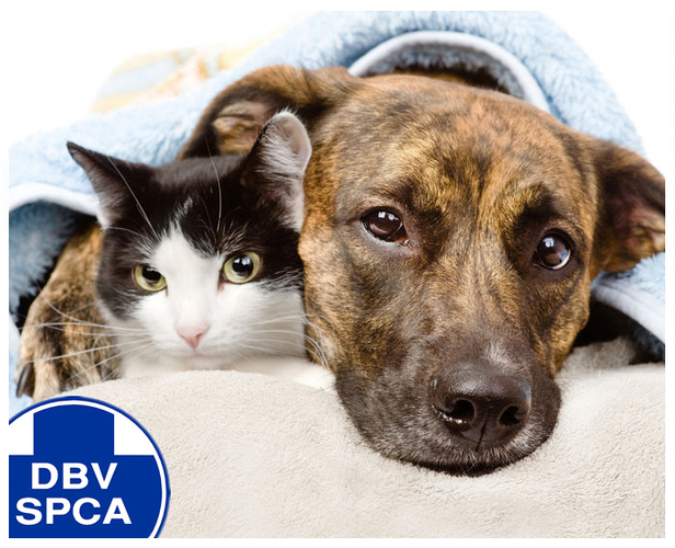 charity-run-in-aid-of-richards-bay-spca-zululand-observer